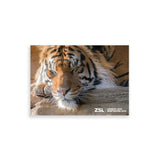 Sleeping Tiger London Zoo | Whipsnade Zoo Postcard