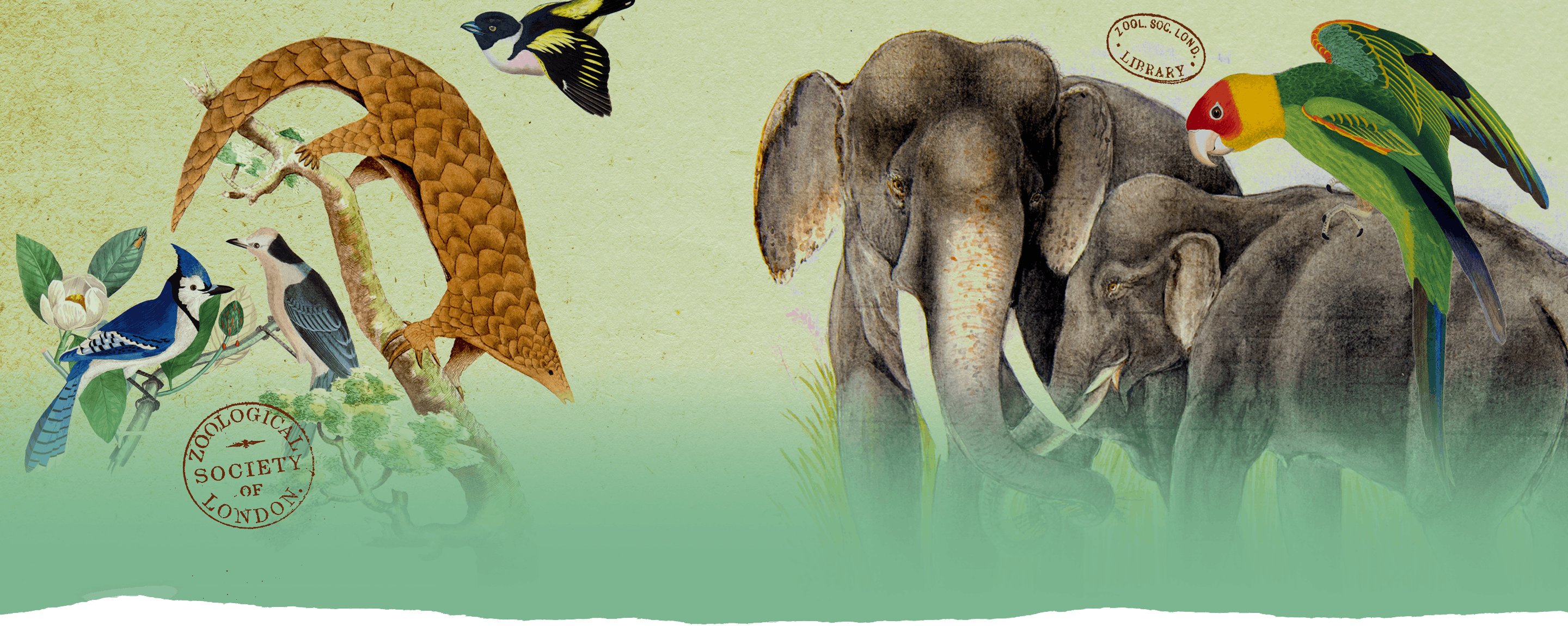 Illustration of elephants and birds on a green background with 'Zoological Society of London' stamp.