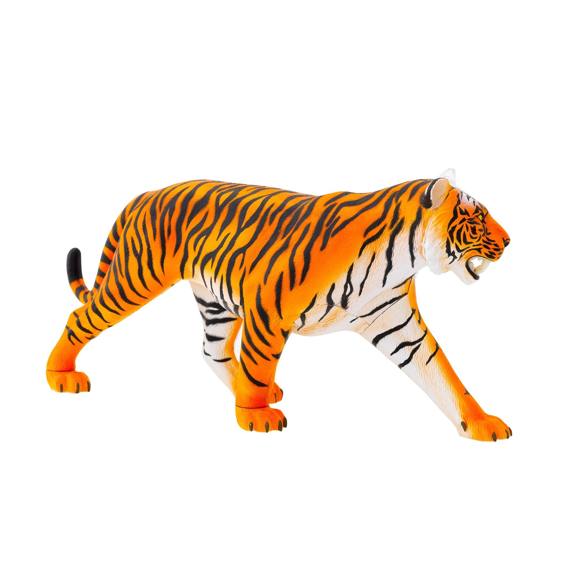 Tiger Anatomy Model
