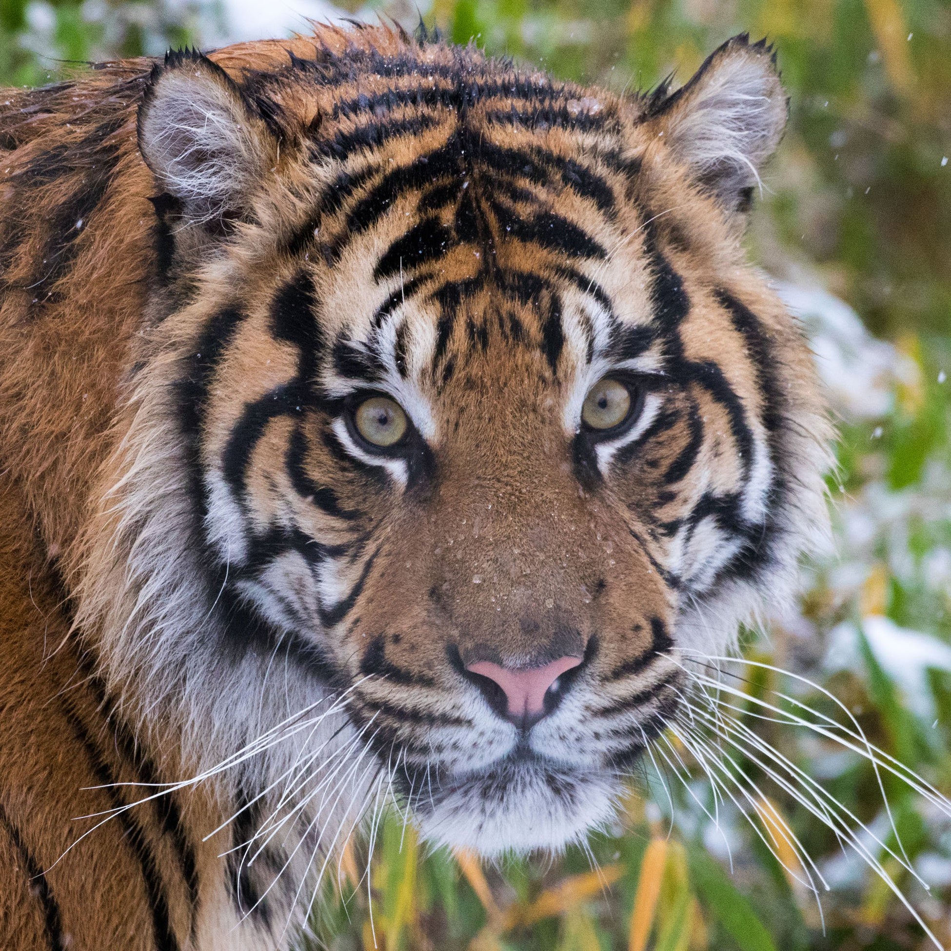 Adopt a Tiger | ZSL Shop