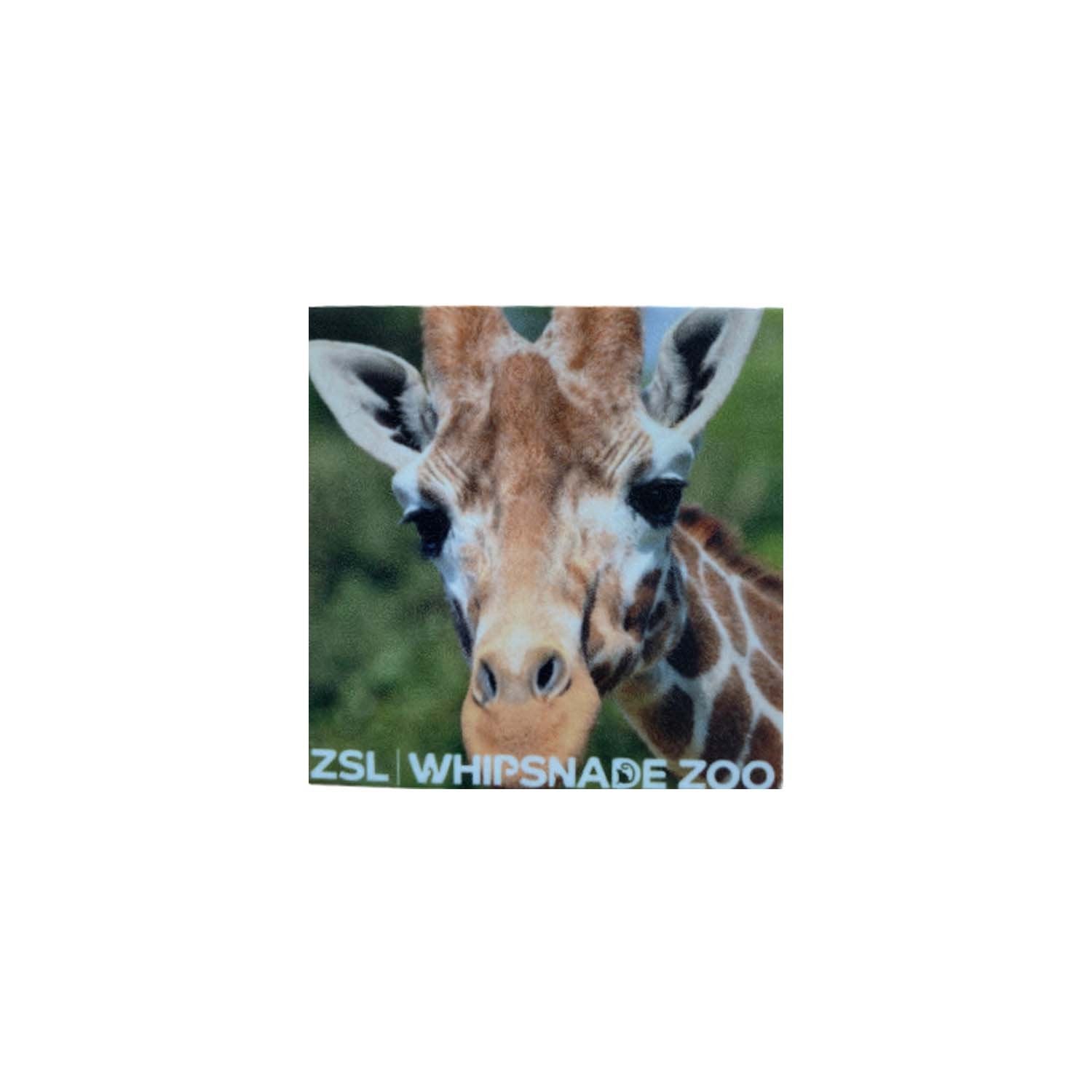 Whipsnade Zoo Giraffe Photo Magnet