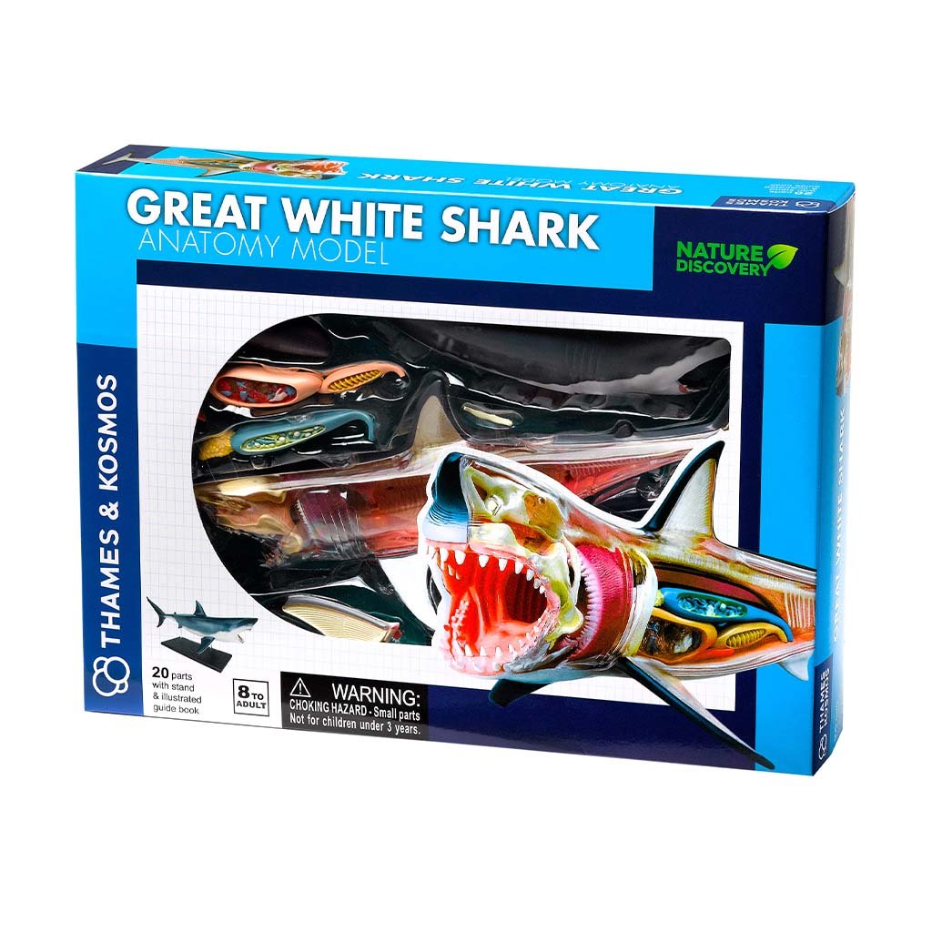 Great White Shark Anatomy Model box