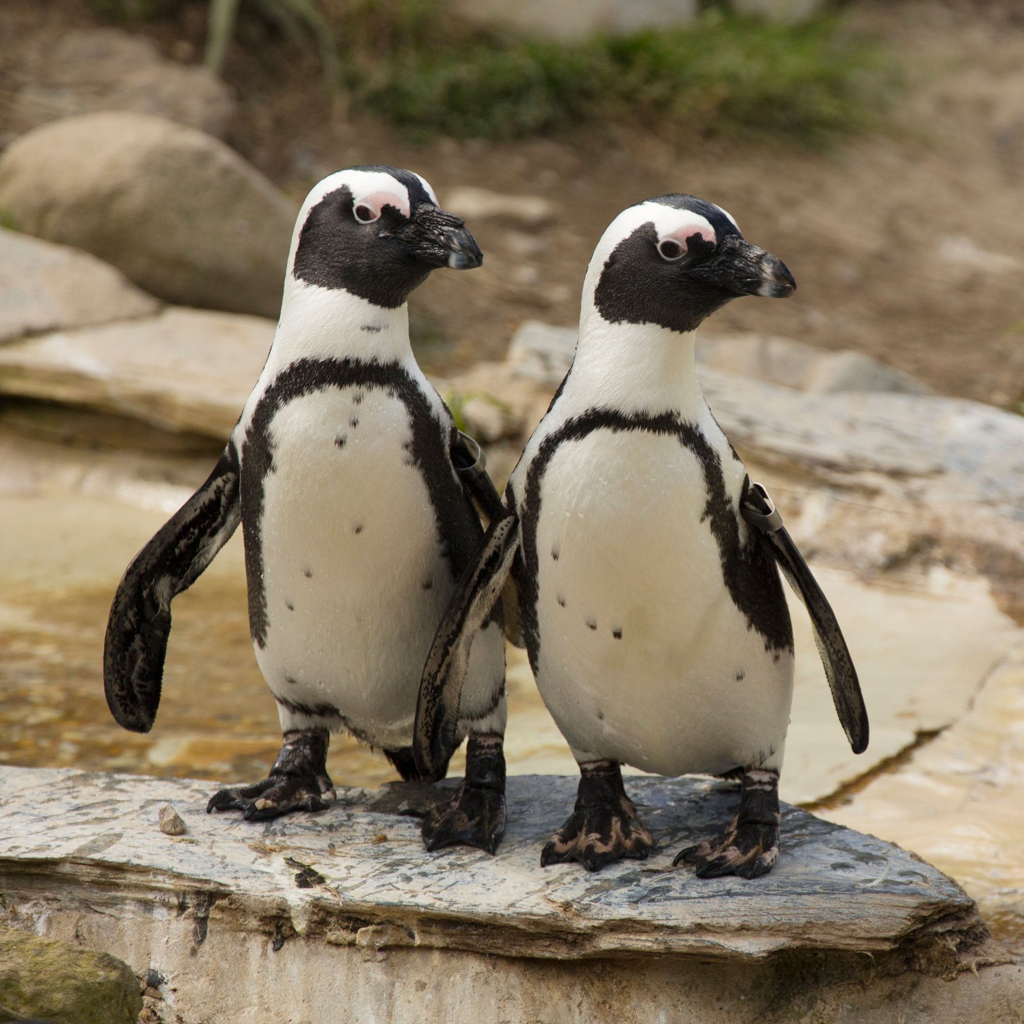 Adopt the Penguins | ZSL Shop