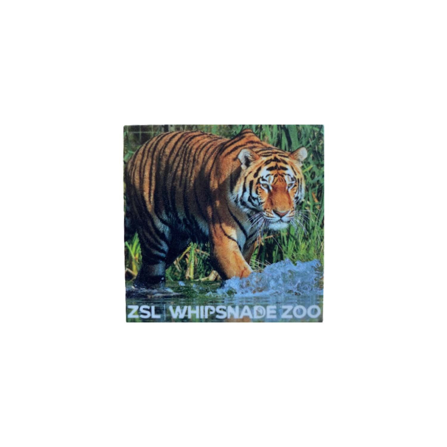 Whipsnade Zoo Tiger Photo Magnet