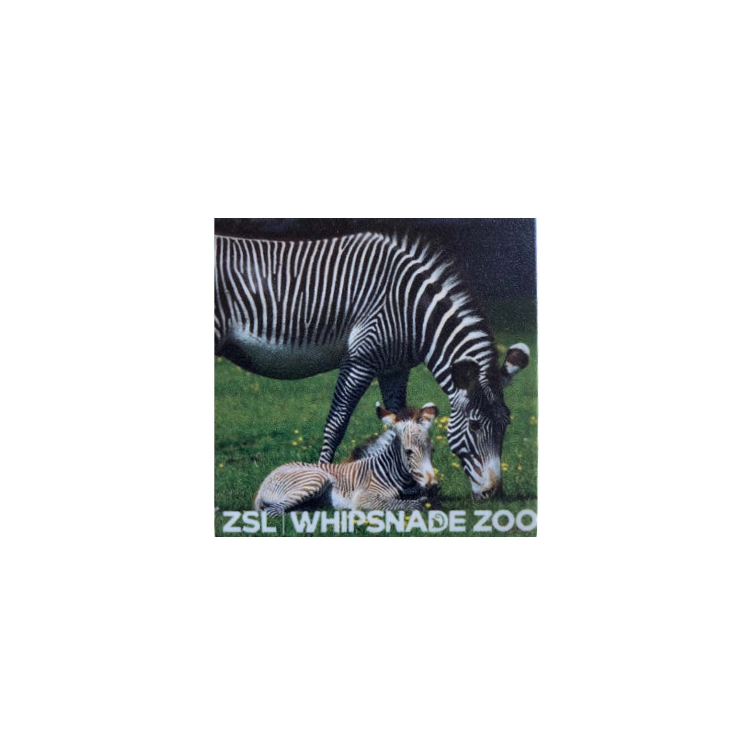 Whipsnade Zoo Zebra Photo Magnet Whipsnade Zoo Zebra Photo Magnet
